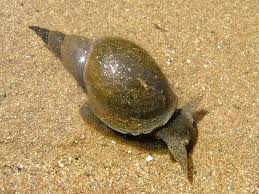 Attēlu rezultāti vaicājumam “Lymnaea stagnalis”