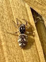 Attēlu rezultāti vaicājumam “Salticus scenicus”