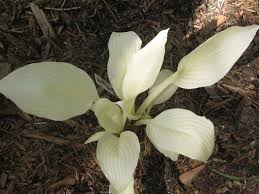 Image result for Hosta White Feather