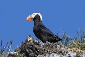 Image result for Fratercula cirrhata