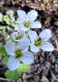 Attēlu rezultāti vaicājumam “Cardamine amara”