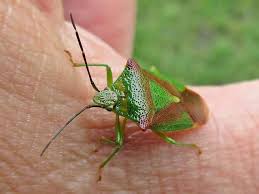 Attēlu rezultāti vaicājumam “Acanthosoma haemorrhoidale”