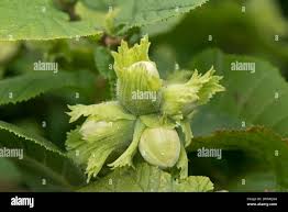 Attēlu rezultāti vaicājumam “Corylus avellana fruit”