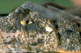 Attēlu rezultāti vaicājumam “Trichia ambigua”