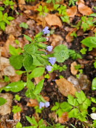 Attēlu rezultāti vaicājumam “Pulmonaria obscura”