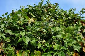 Attēlu rezultāti vaicājumam “Ampelopsis glandulosa var. brevipedunculata”