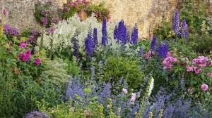 Image result for Rittersporn