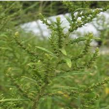 Image result for Chenopodium ambrosioides
