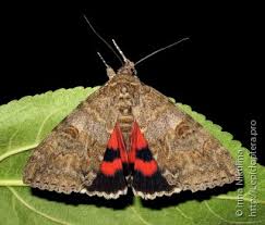 Attēlu rezultāti vaicājumam “Catocala nupta”