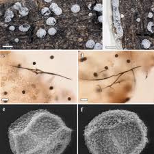 Attēlu rezultāti vaicājumam “Lamproderma gulielmae”