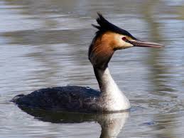 Attēlu rezultāti vaicājumam “Podiceps cristatus”