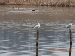 Image result for Wigan Seagulls