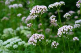 Attēlu rezultāti vaicājumam “Angelica palustris flower”