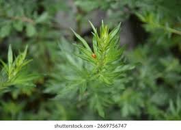 Attēlu rezultāti vaicājumam “Artemisia vulgaris bud”