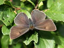 Attēlu rezultāti vaicājumam “Thecla betulae female”