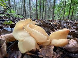 Attēlu rezultāti vaicājumam “Otidea onotica”