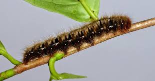 Attēlu rezultāti vaicājumam “Lasiocampa quercus imago”