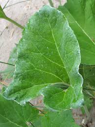 Attēlu rezultāti vaicājumam “Petasites spurius”