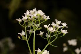 Attēlu rezultāti vaicājumam “Galium elongatum leaf”