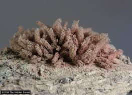 Attēlu rezultāti vaicājumam “Heterotrichia ferruginea (syn. Arcyria ferruginea)”