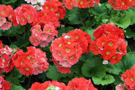 Image result for Primula obconica