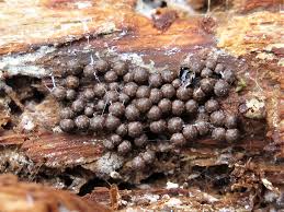 Attēlu rezultāti vaicājumam “Diderma radiatum spores”