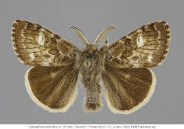 Attēlu rezultāti vaicājumam “Gynaephora selenitica larva”