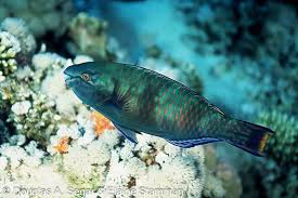 Image result for Scarus fuscopurpureus