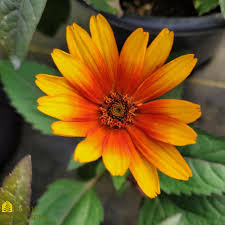Image result for Heliopsis scabra