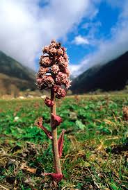 Attēlu rezultāti vaicājumam “Petasites hybridus”