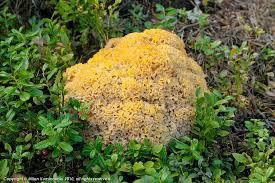 Attēlu rezultāti vaicājumam “Sparassis crispa”