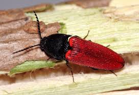 Attēlu rezultāti vaicājumam “Ampedus sp.”