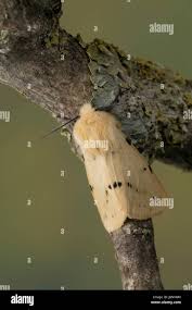 Attēlu rezultāti vaicājumam “Spilosoma lutea larva”