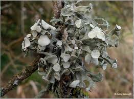 Attēlu rezultāti vaicājumam “Ramalina fastigiata”
