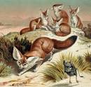 Brehms Tierleben. Allgemeine Kunde des Tierreichs. Die Säugetiere. (