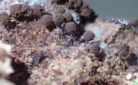 Attēlu rezultāti vaicājumam “Stemonitidaceae”