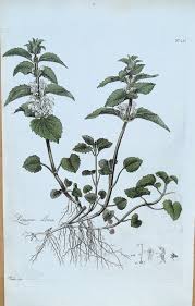 Attēlu rezultāti vaicājumam “Lamium album flower”