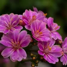 Image result for Bitterwurz