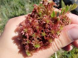 Attēlu rezultāti vaicājumam “Sphagnum russowii”