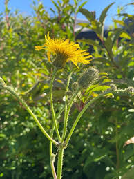 Attēlu rezultāti vaicājumam “Sonchus arvensis subsp. uliginosus flower”