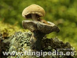 Attēlu rezultāti vaicājumam “Asterophora lycoperdoides”