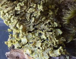 Attēlu rezultāti vaicājumam “Vulpicida pinastri”