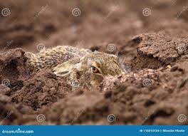 Attēlu rezultāti vaicājumam “Lepus europaeus adult”