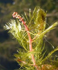Attēlu rezultāti vaicājumam “Myriophyllum spicatum”