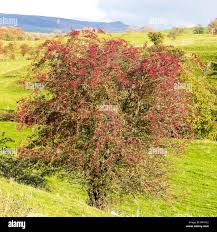 Attēlu rezultāti vaicājumam “Crataegus monogyna”