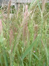Attēlu rezultāti vaicājumam “Holcus lanatus  flower”