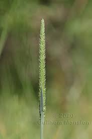 Attēlu rezultāti vaicājumam “Phleum phleoides”