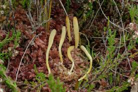 Attēlu rezultāti vaicājumam “Clavaria sphagnicola”