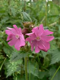 Attēlu rezultāti vaicājumam “Grypocoris sexguttatus imago”