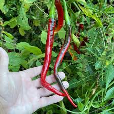 Afbeeldingsresultaat voor joe long cayenne hot pepper